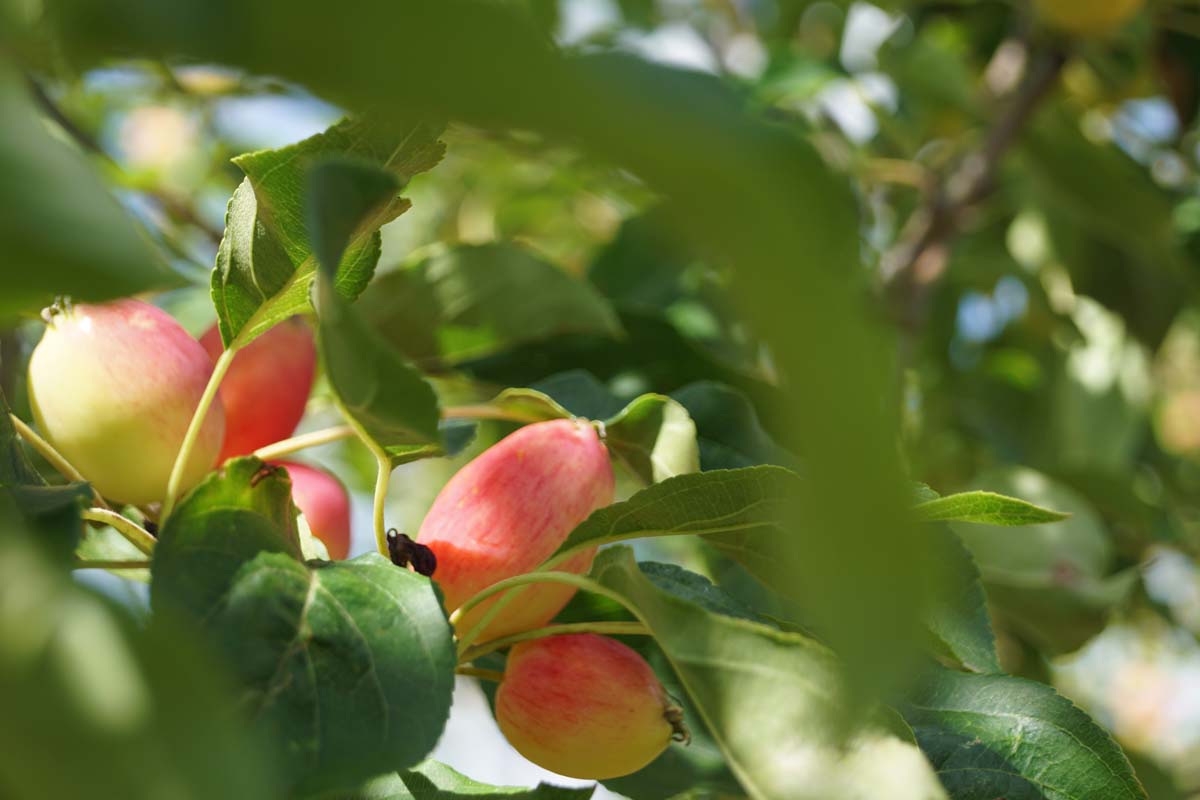 Malus 'Dolgo' meerstammig / struik