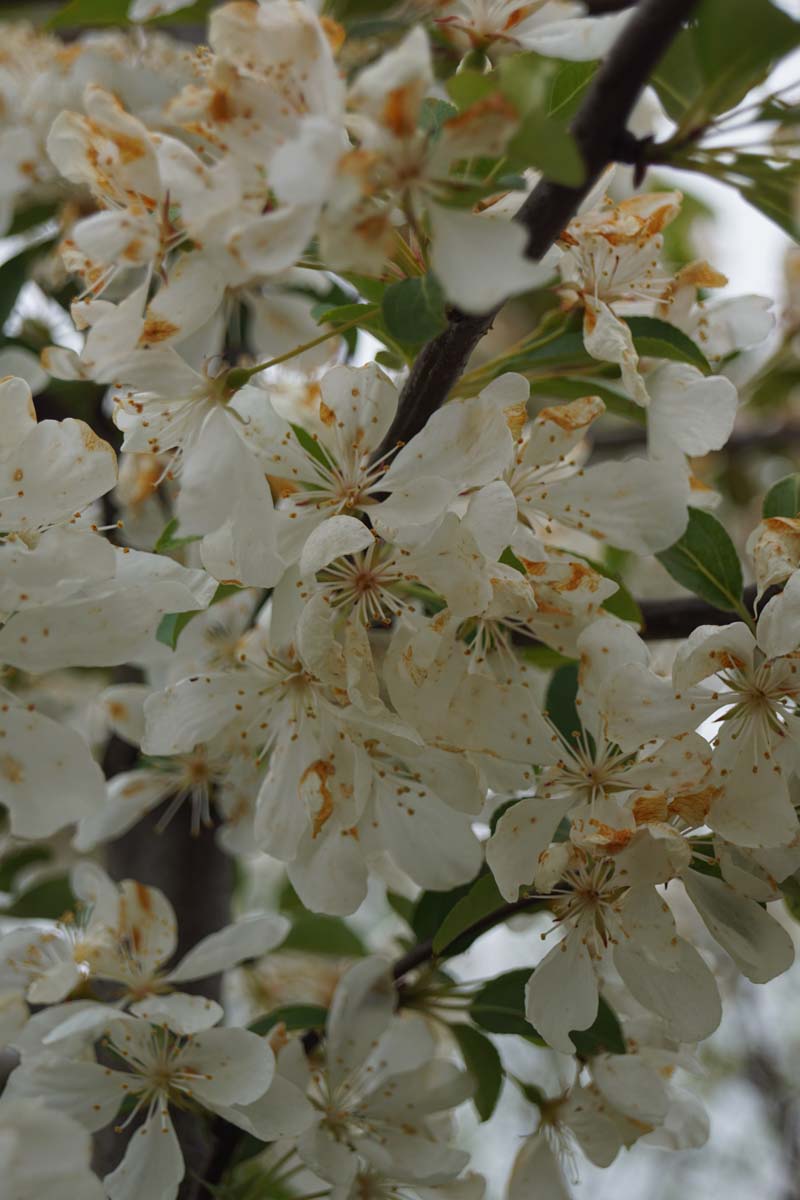 Malus 'Donald Wyman' leiboom
