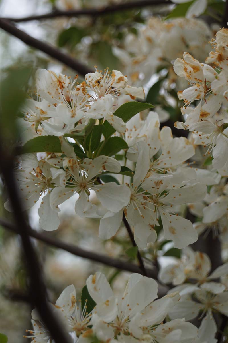 Malus 'Donald Wyman' leiboom