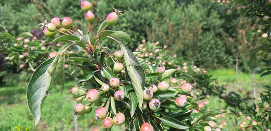 Malus 'Adirondack' solitair