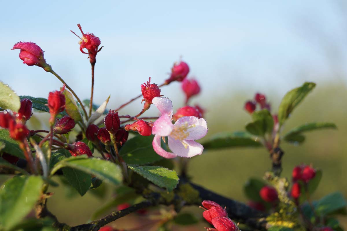 Malus floribunda Tuinplanten