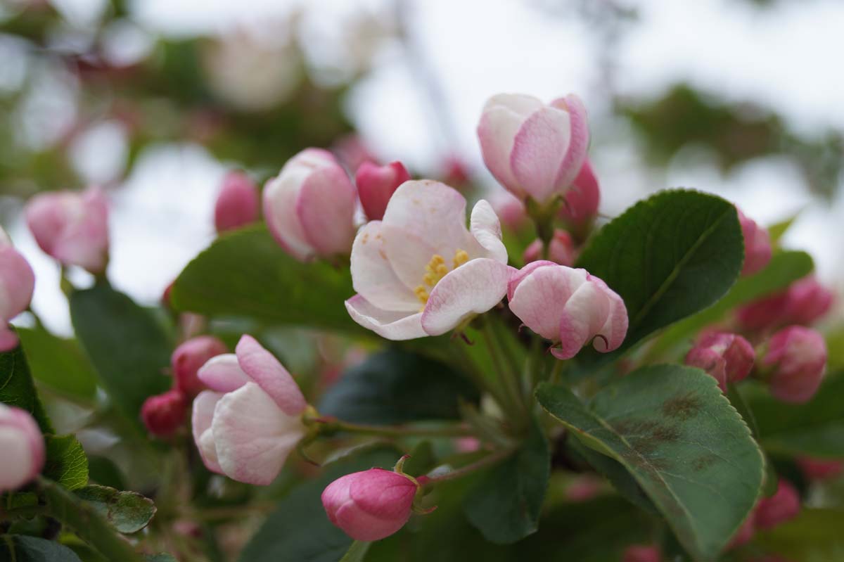 Malus 'Golden Hornet' Tuinplanten