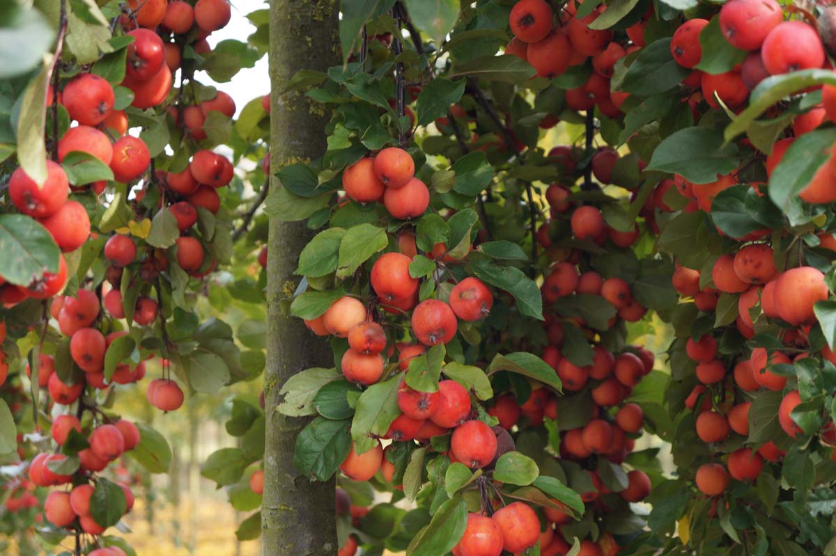 Malus 'Gorgeous' Tuinplanten sierappel