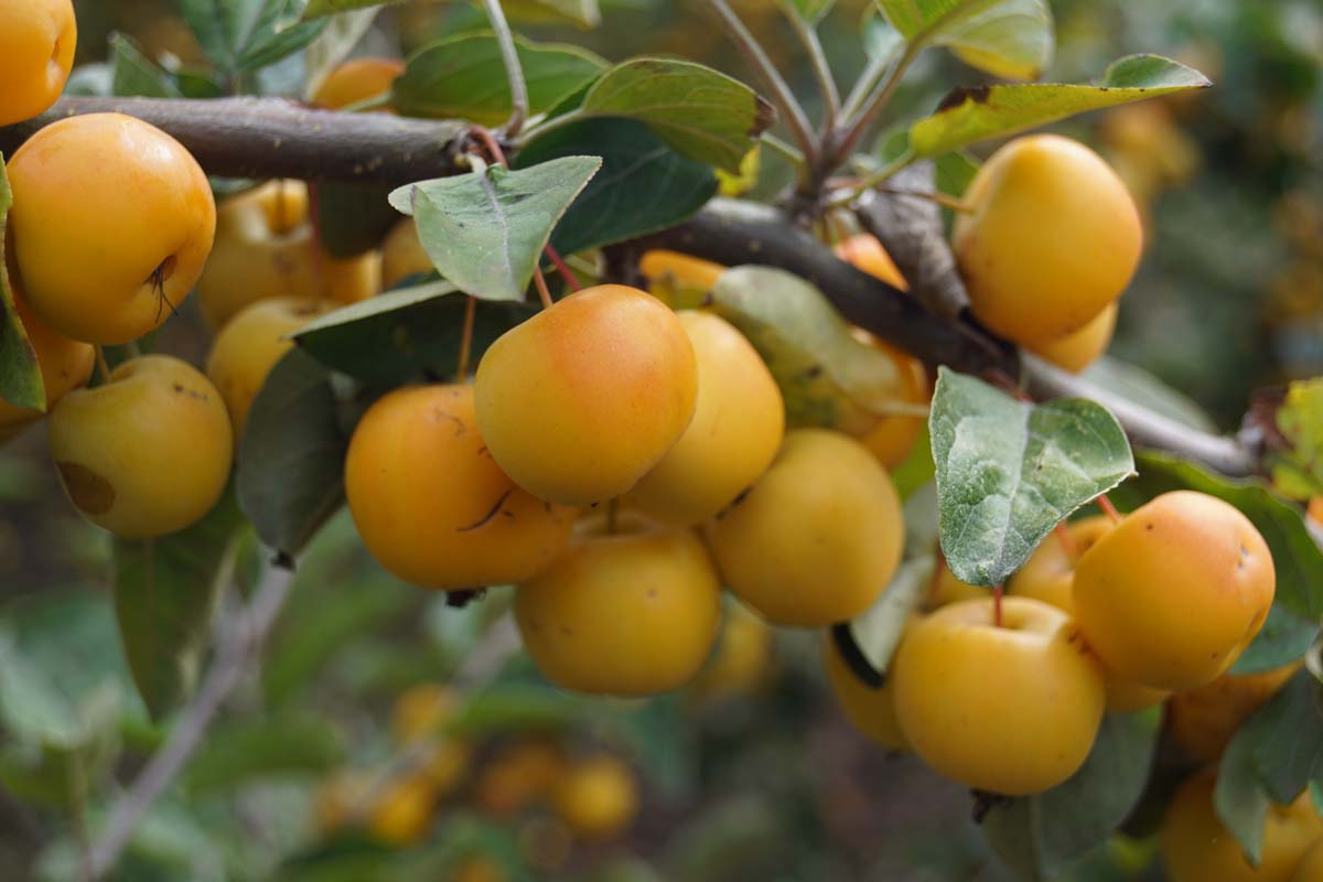 Malus 'Butterball' meerstammig / struik appel