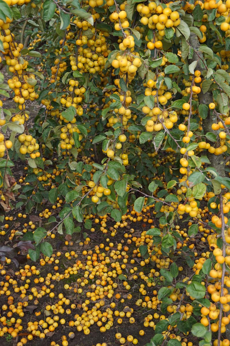 Malus 'Butterball' op stam