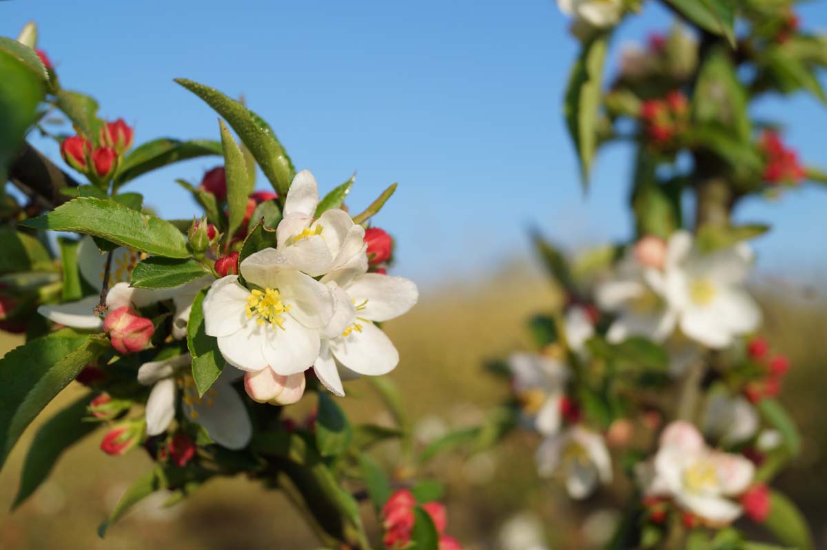 Malus baccata 'Akso' leiboom