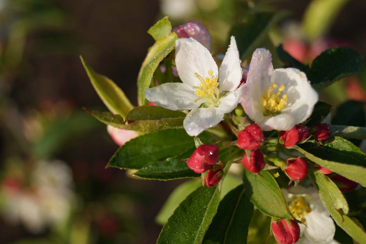 Malus baccata 'Akso' leiboom