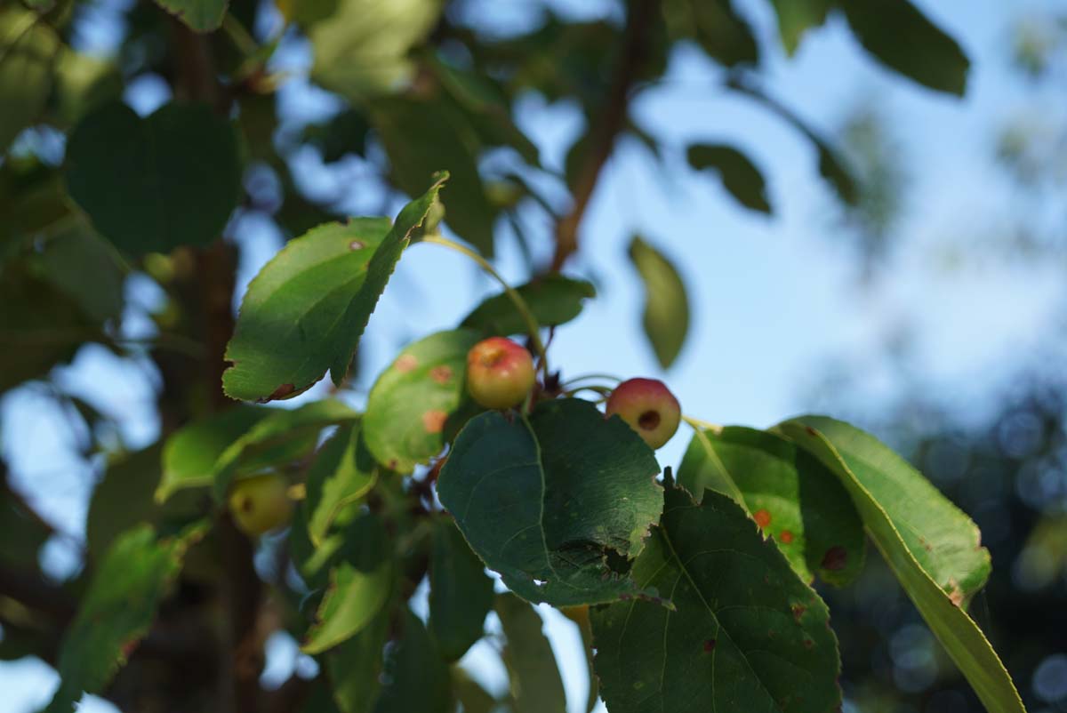 Malus baccata 'Columnaris' Tuinplanten
