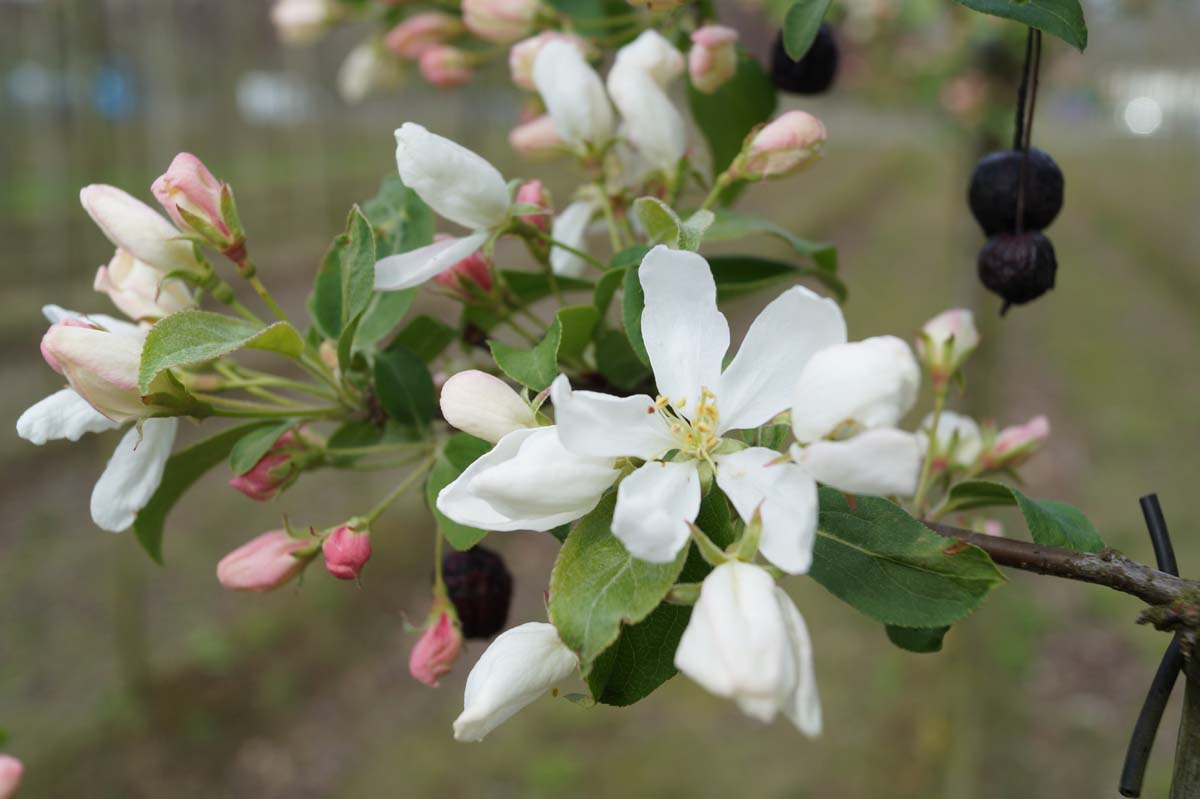 Malus baccata 'Street Parade' solitair bloem