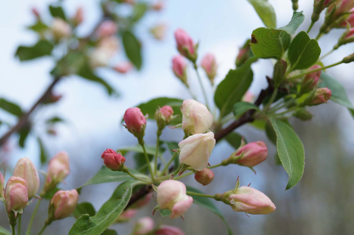 Malus baccata 'Street Parade' meerstammig / struik bloem