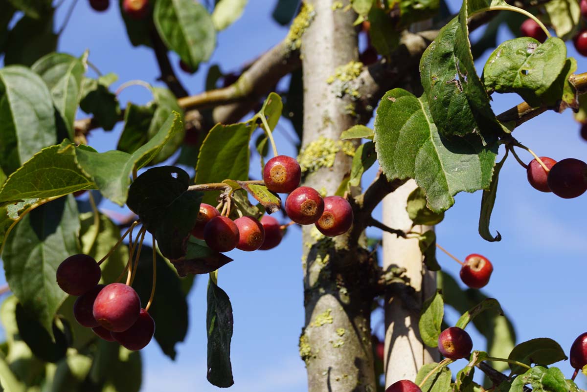 Malus baccata 'Street Parade' op stam vrucht