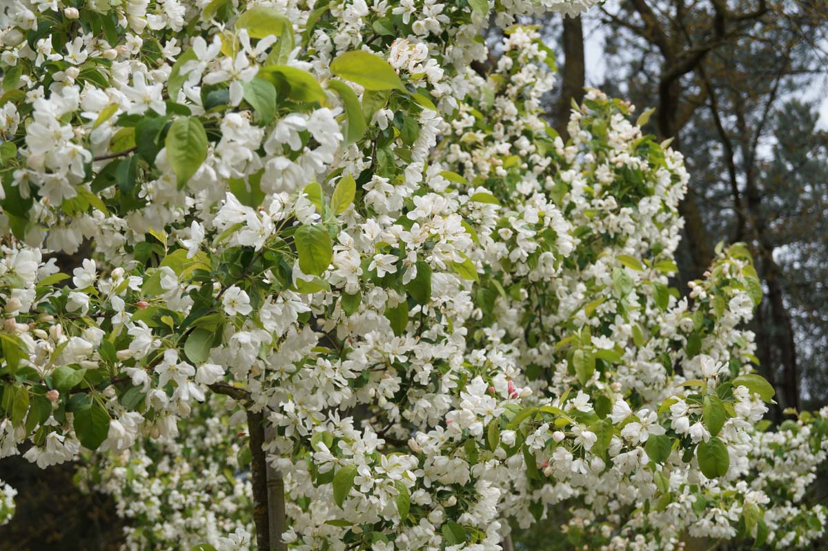 Malus baccata 'Street Parade' op stam bloesem