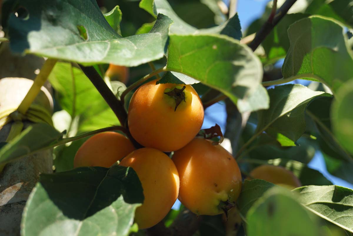 Malus 'John Downie' solitair