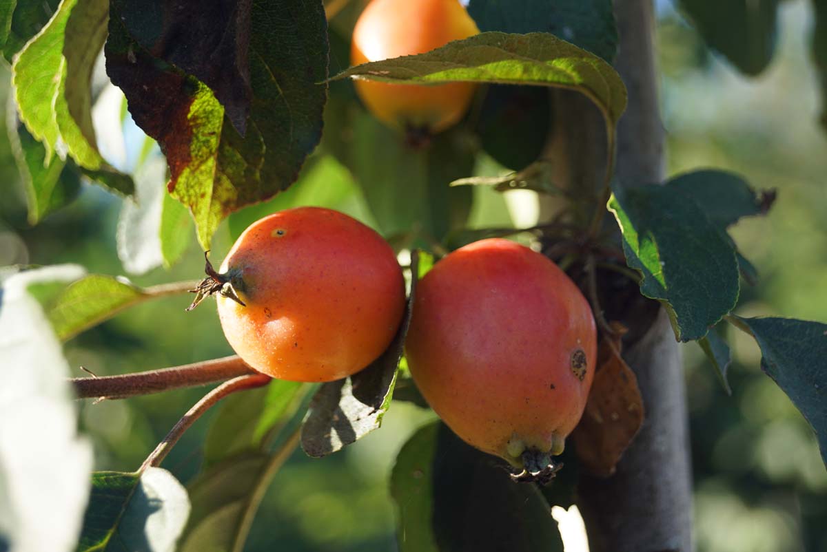 Malus 'John Downie' meerstammig / struik sierappel
