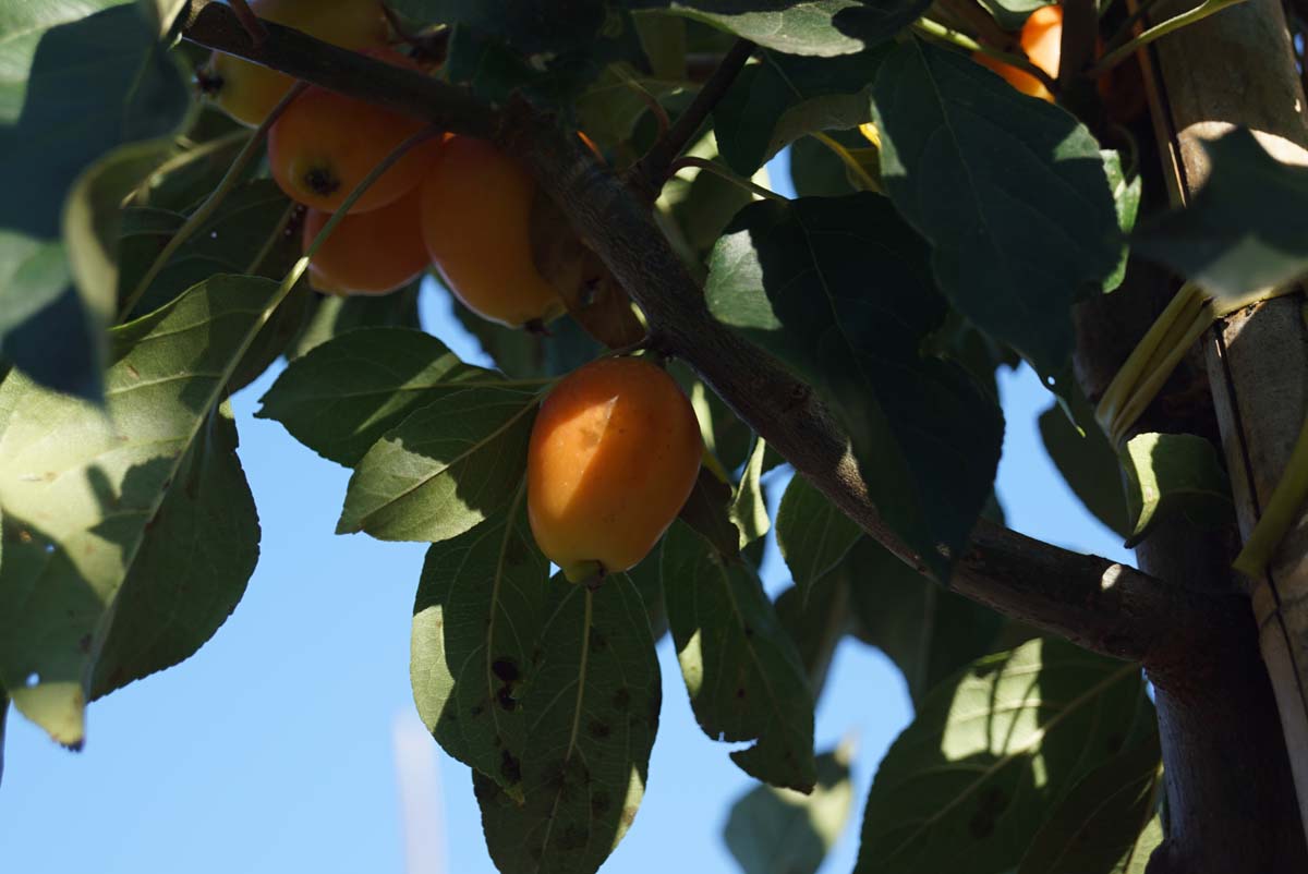 Malus 'John Downie' meerstammig / struik vrucht