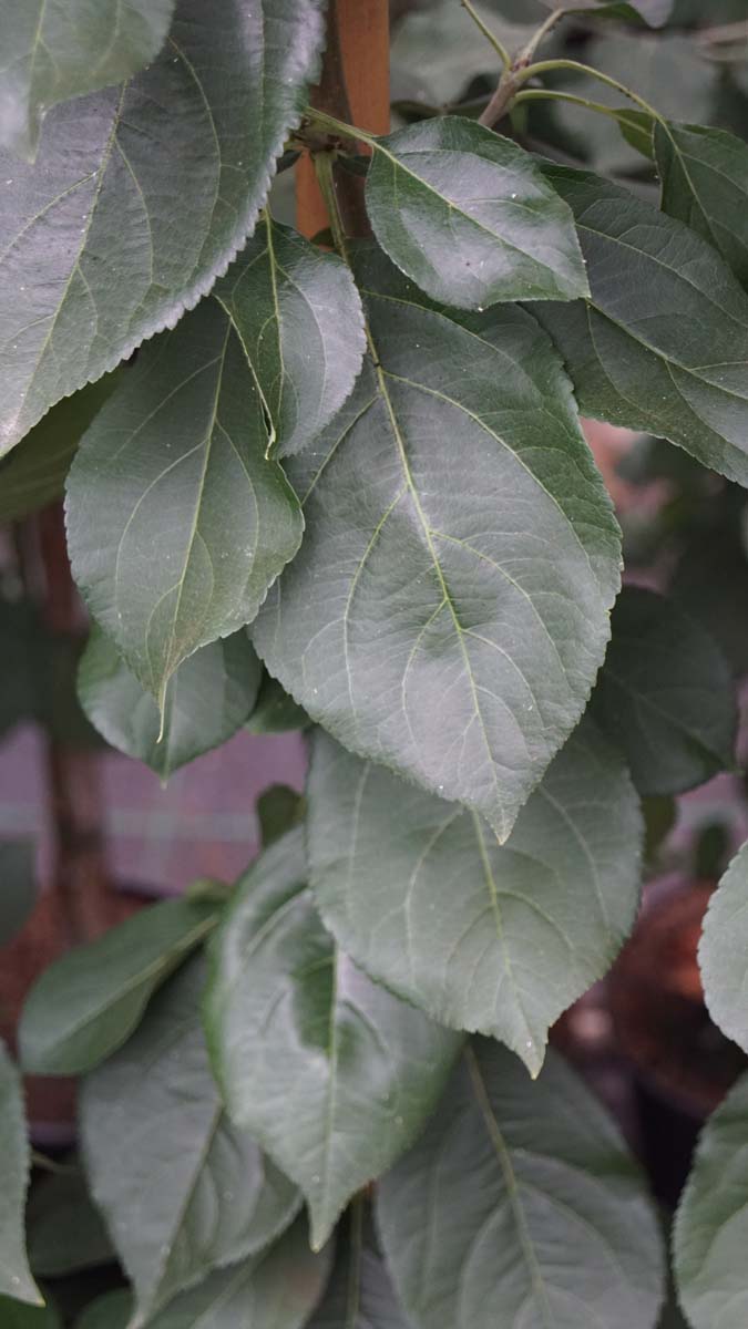 Malus 'Crittenden' op stam