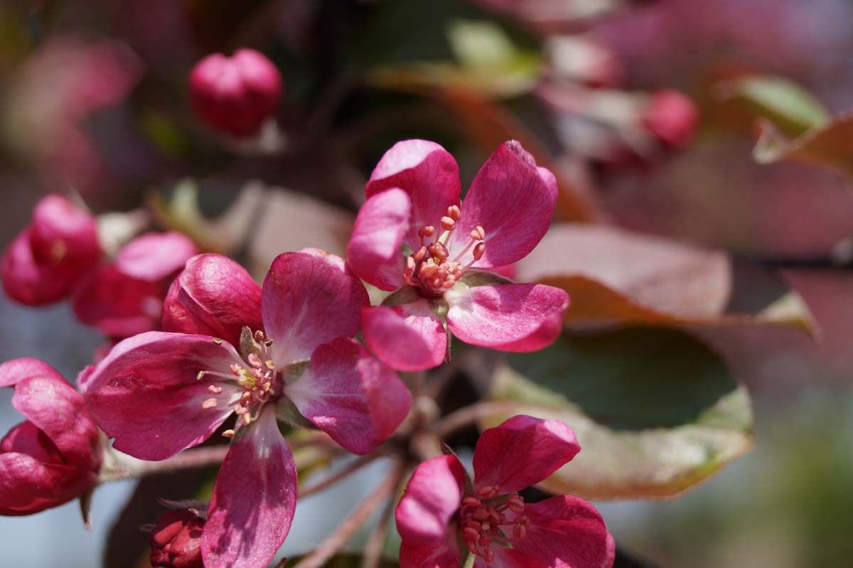 Malus 'Neville Copeman' meerstammig / struik