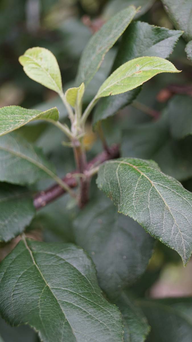 Malus sylvestris Tuinplanten