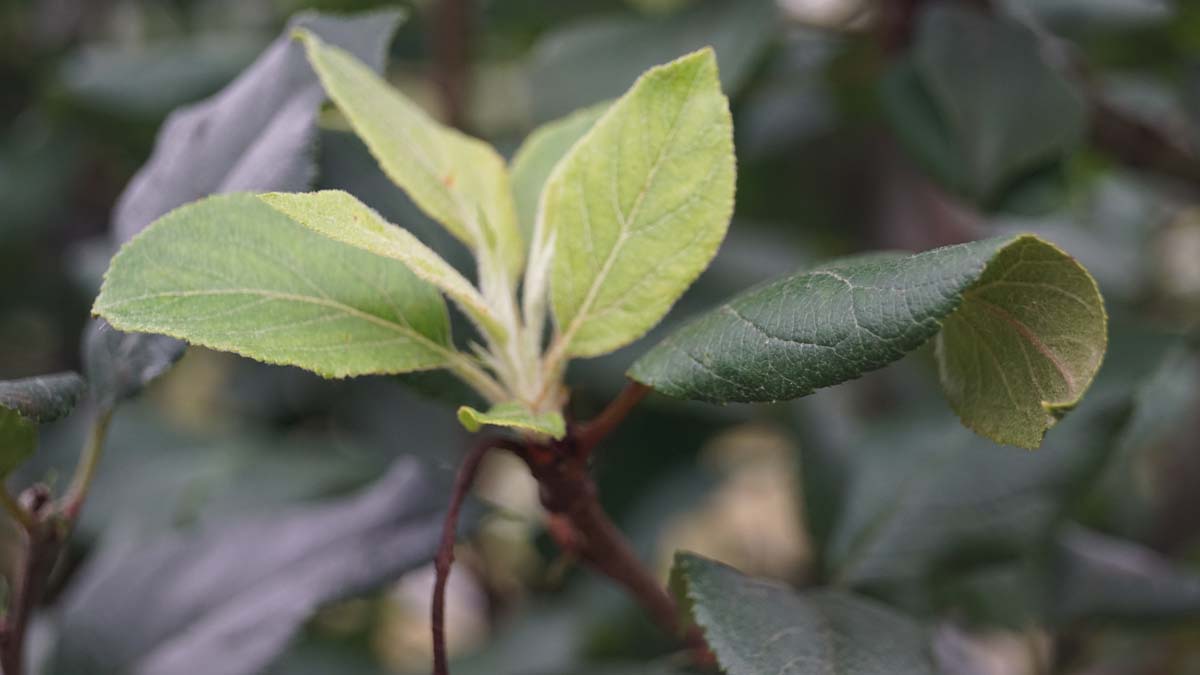 Malus sylvestris Tuinplanten