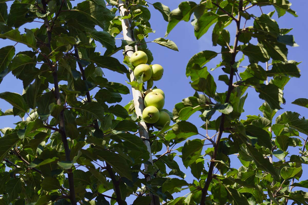 Malus sylvestris Tuinplanten