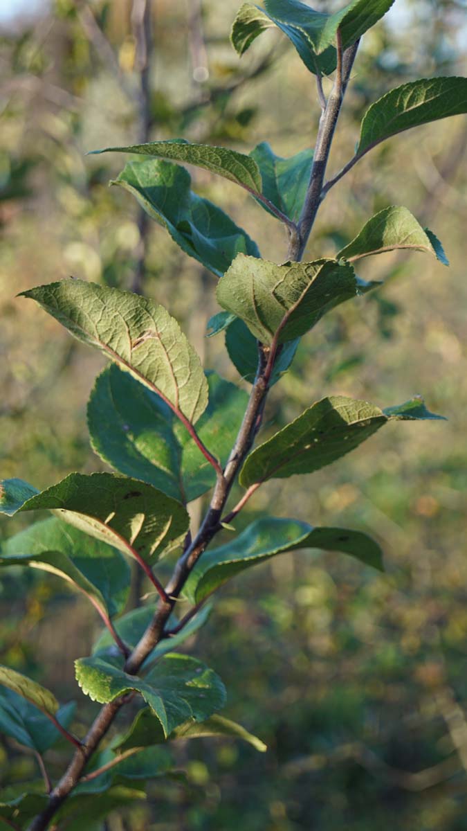 Malus sylvestris Tuinplanten