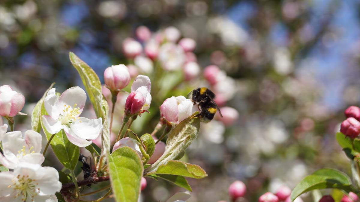 Malus 'Professor Sprenger' solitair bloem