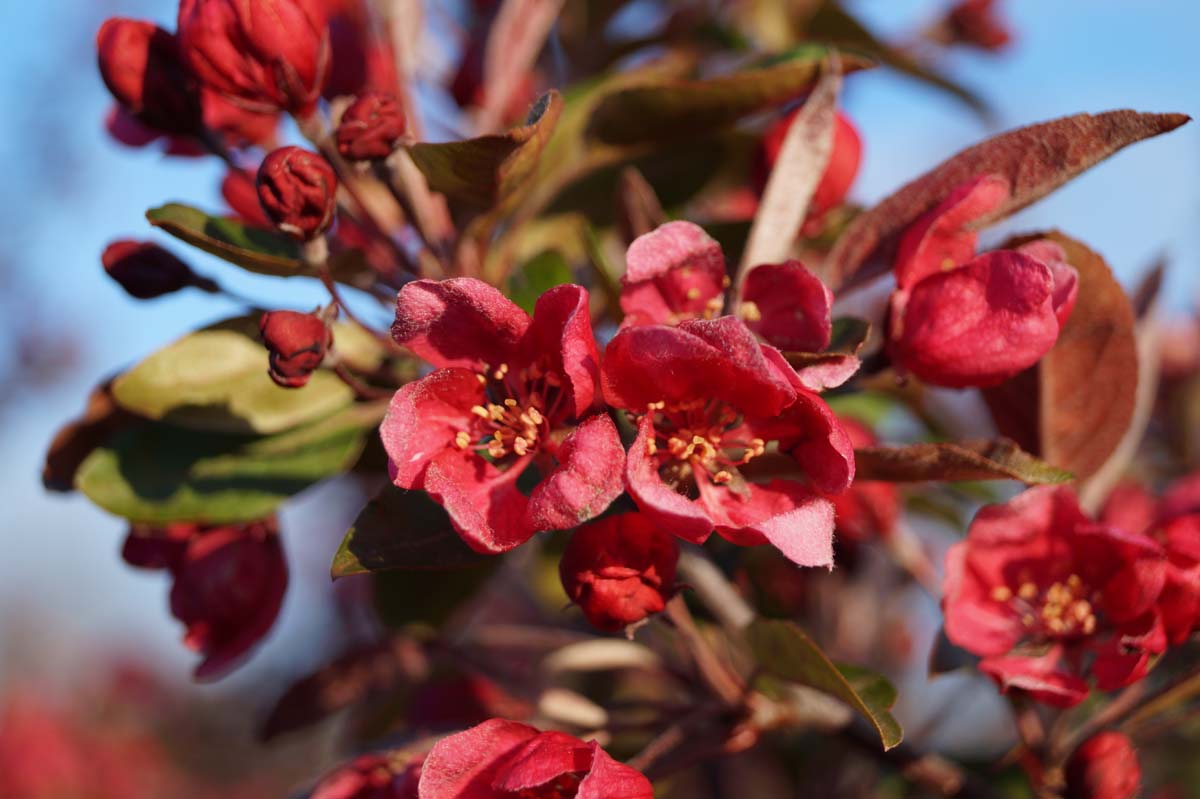 Malus 'Profusion' Tuinplanten