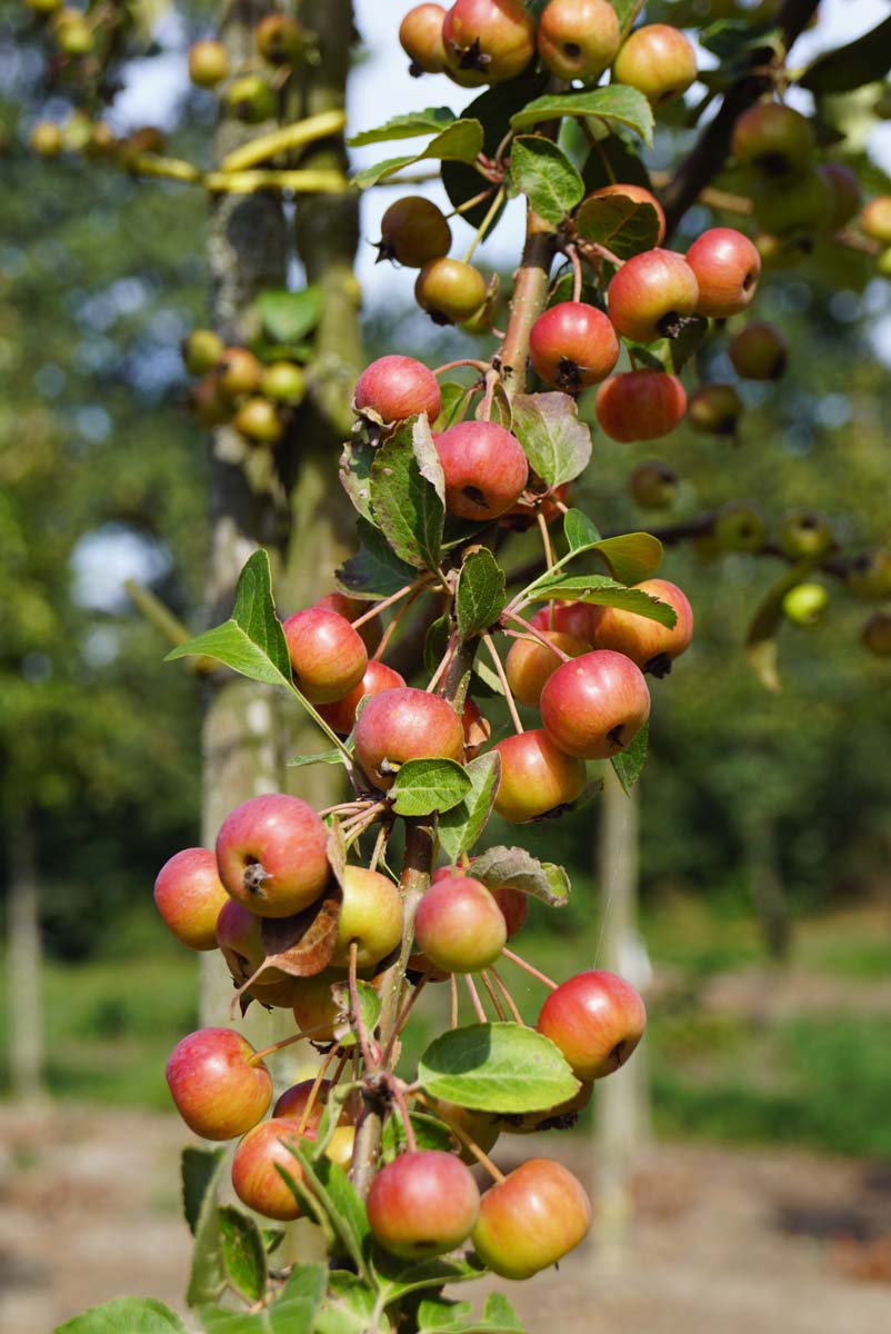 Malus 'Red Sentinel' leiboom sierappel