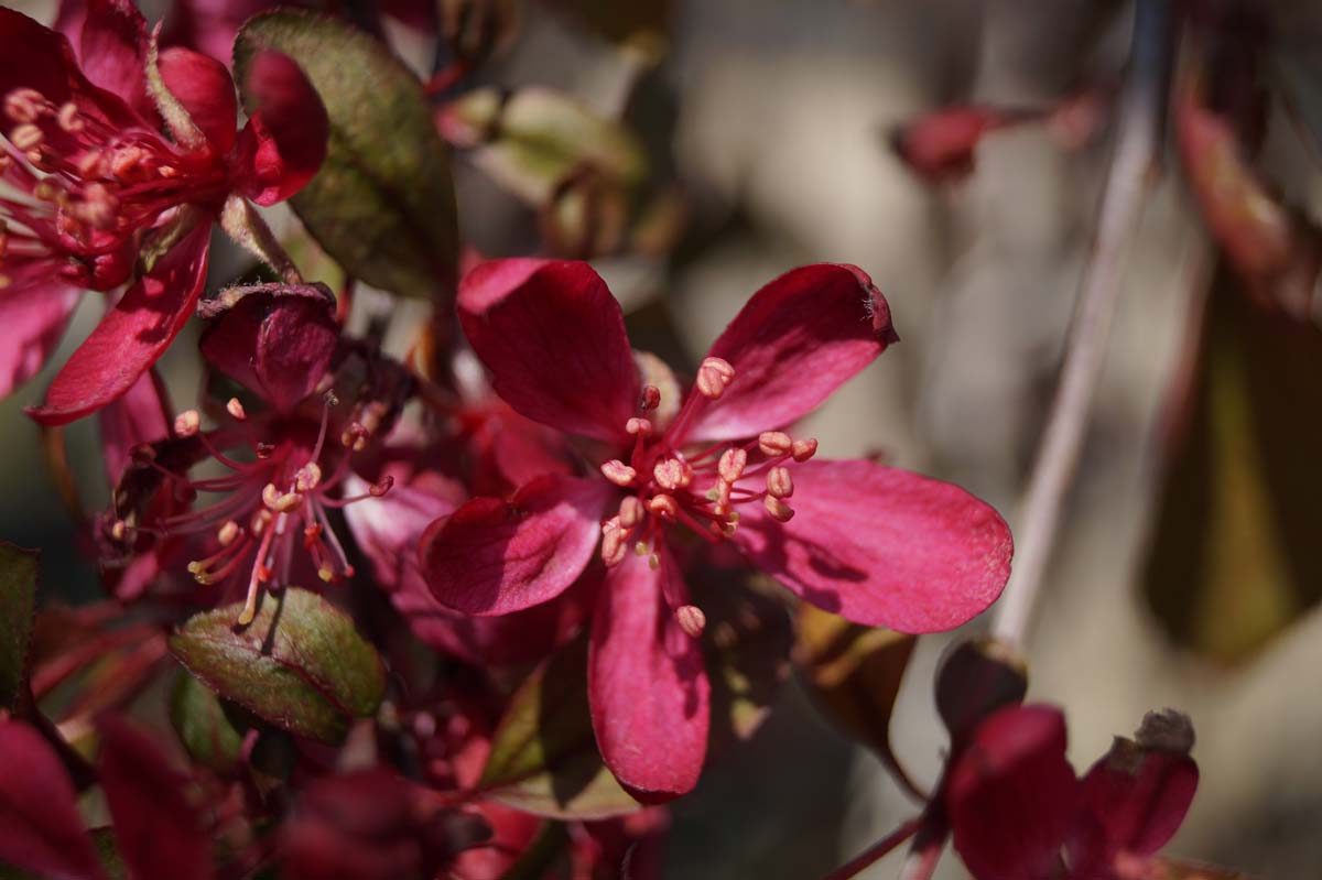 Malus 'Royal Beauty' op stam