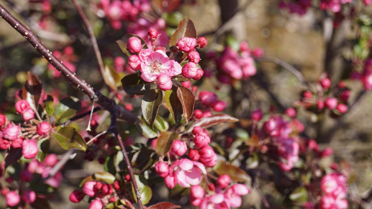 Malus 'Rudolph' Tuinplanten bloem