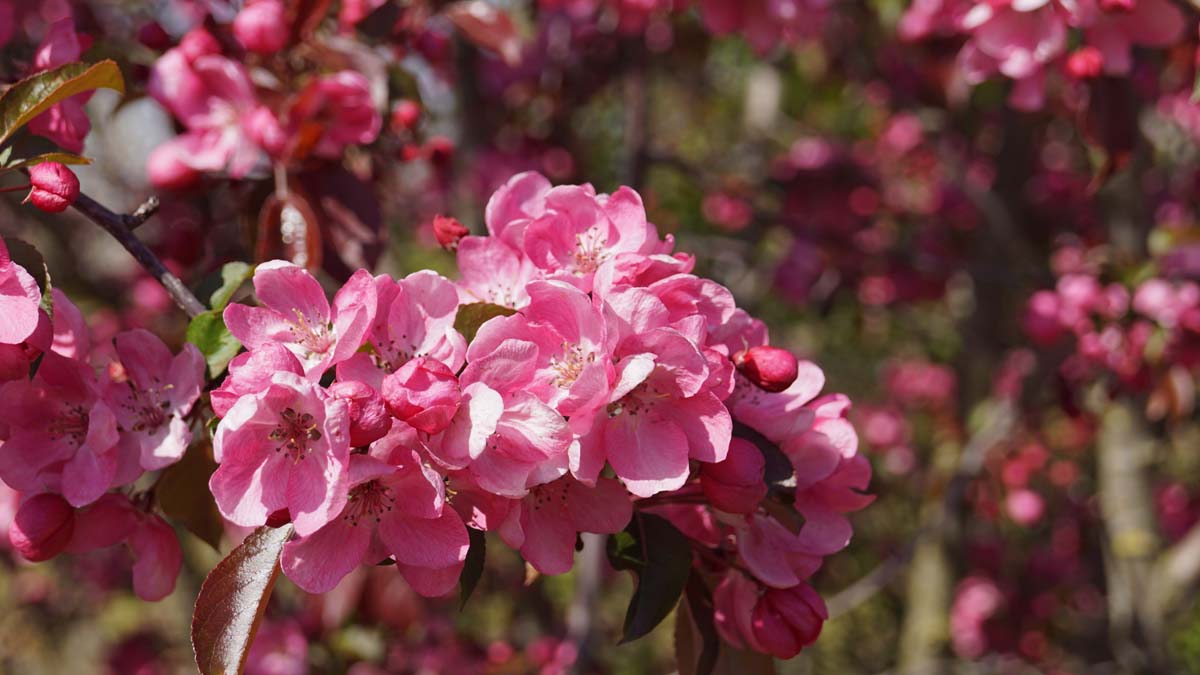 Malus 'Rudolph' Tuinplanten bloem