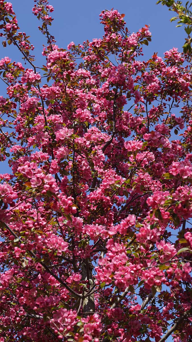 Malus 'Rudolph' op stam bloesem