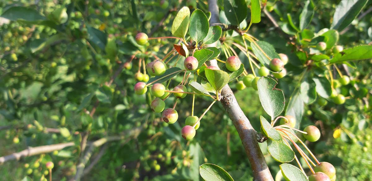 Malus toringo sargentii Tuinplanten vrucht