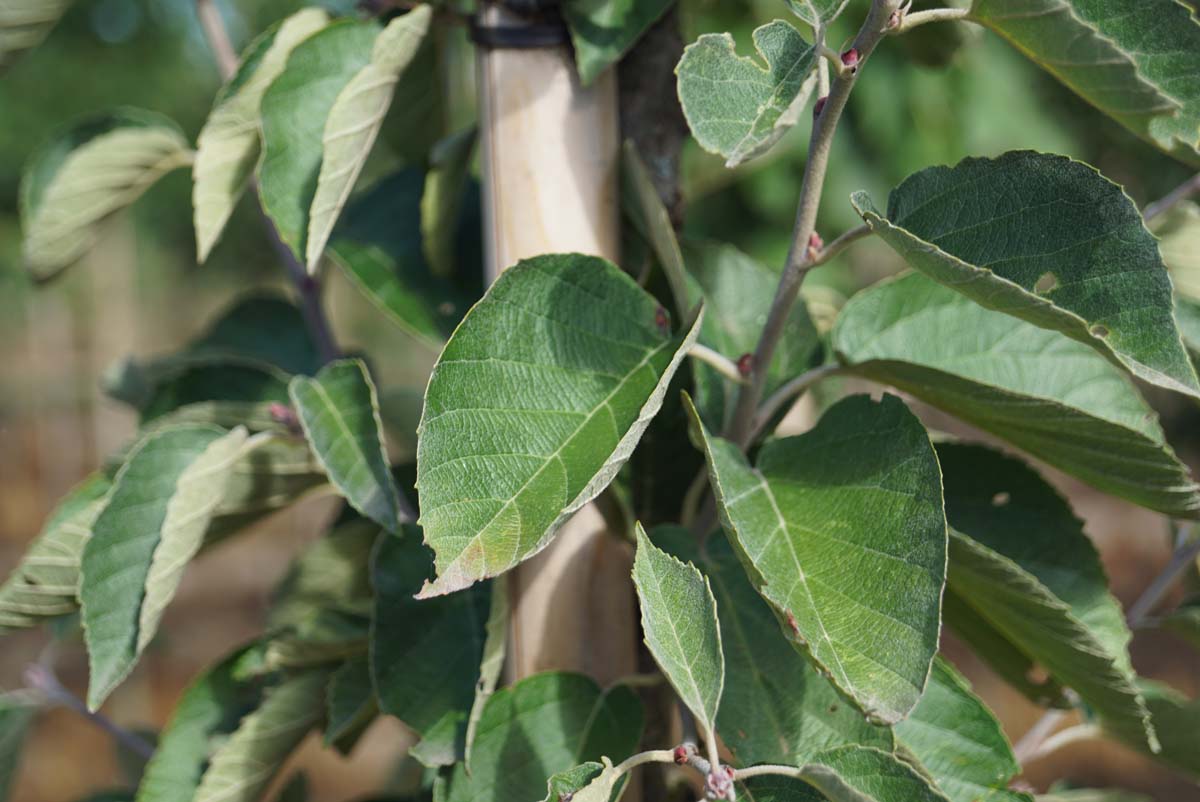 Malus tschonoskii Tuinplanten