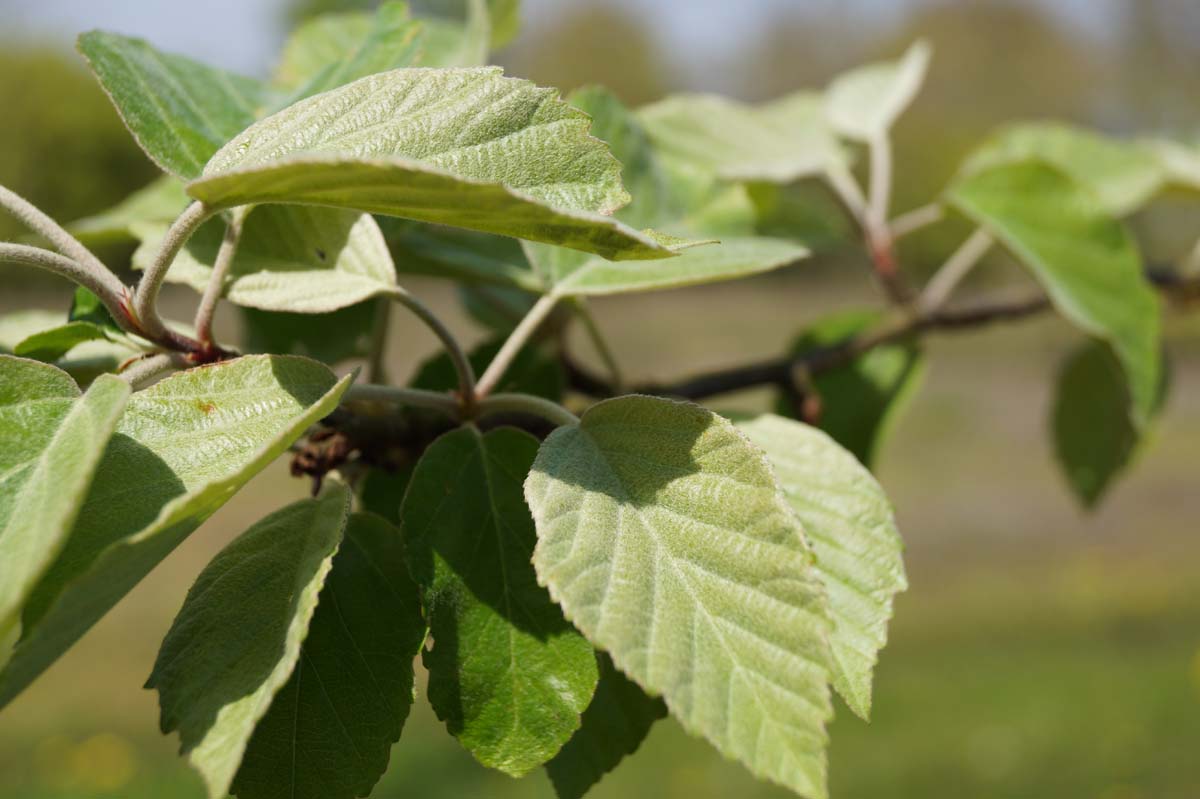 Malus tschonoskii 'Belmonte' op stam