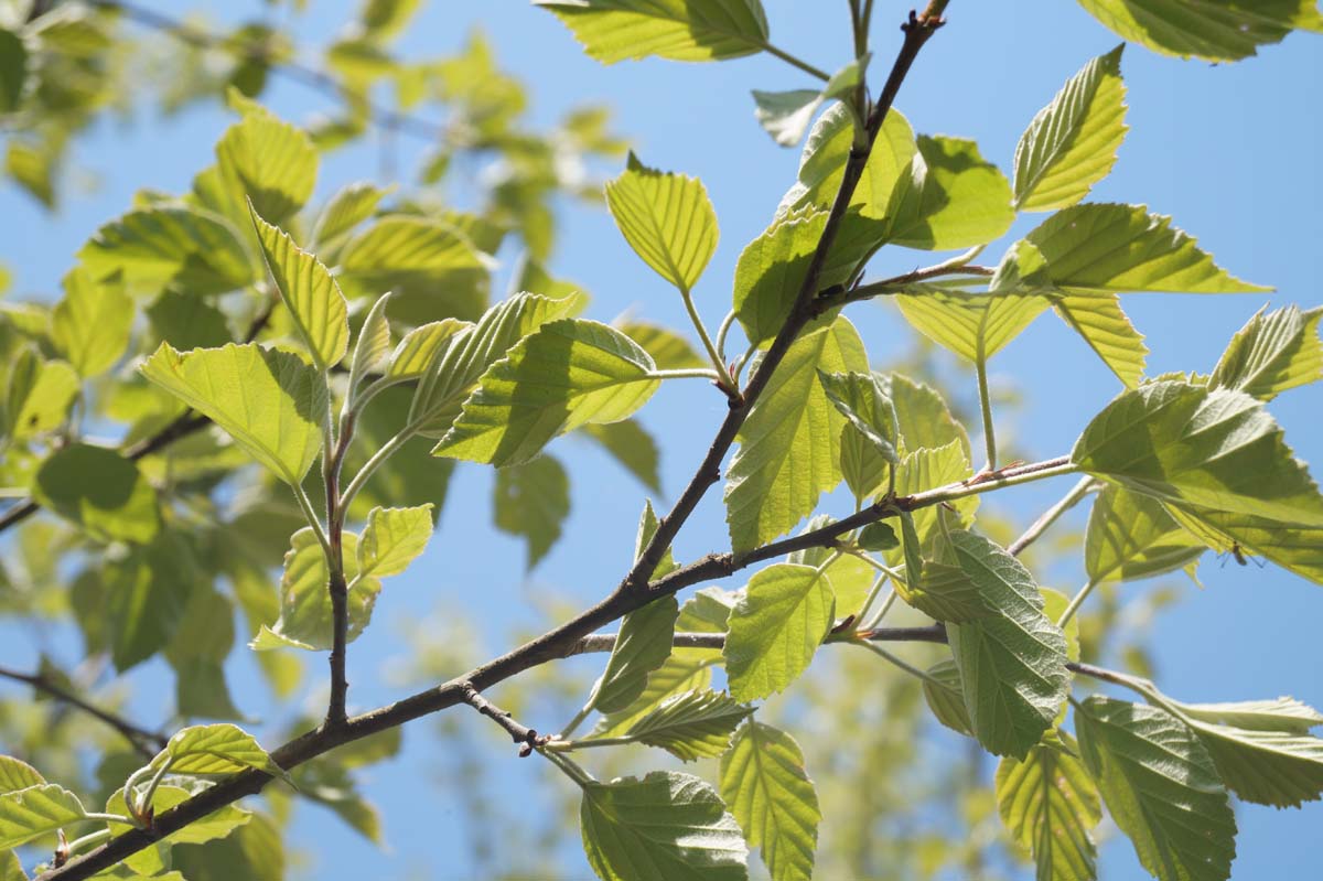 Malus tschonoskii 'Belmonte' op stam