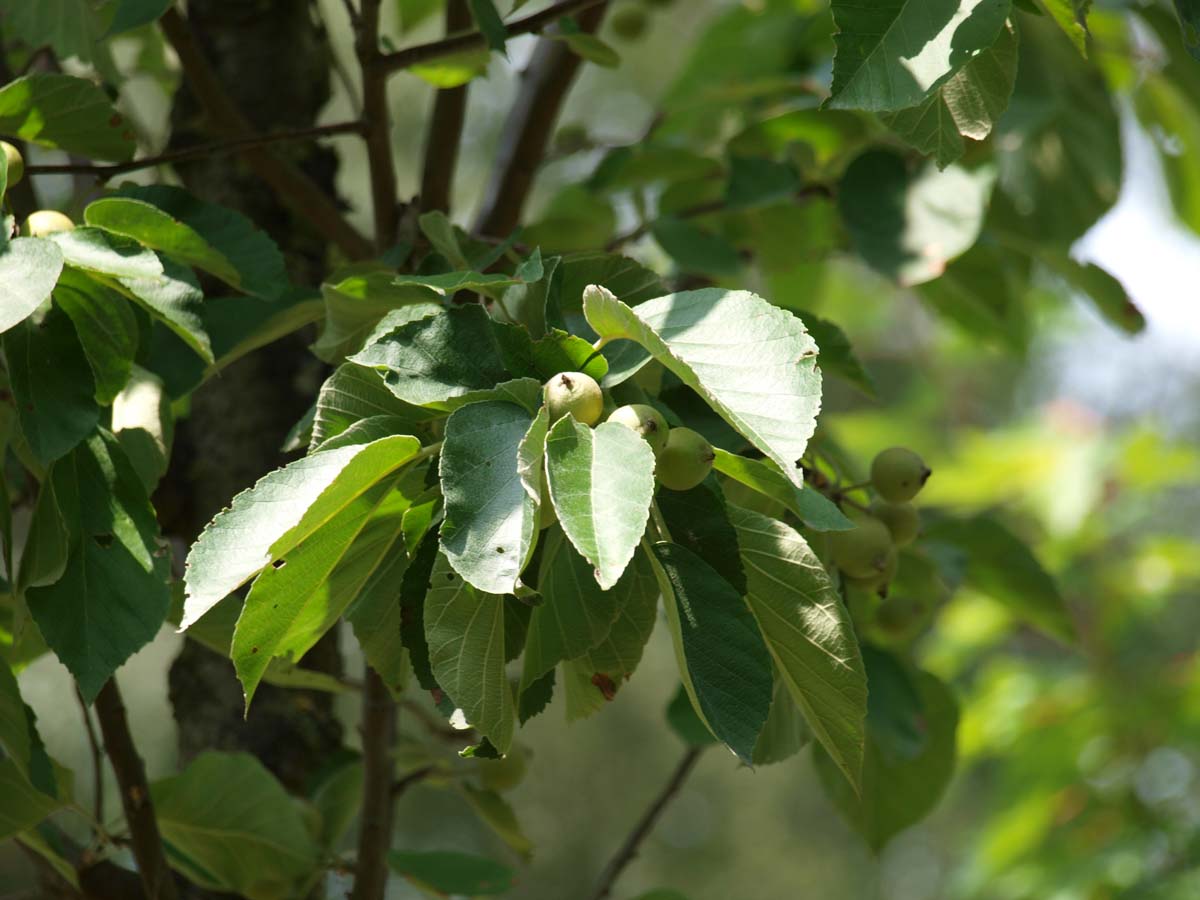 Malus tschonoskii 'Belmonte' op stam