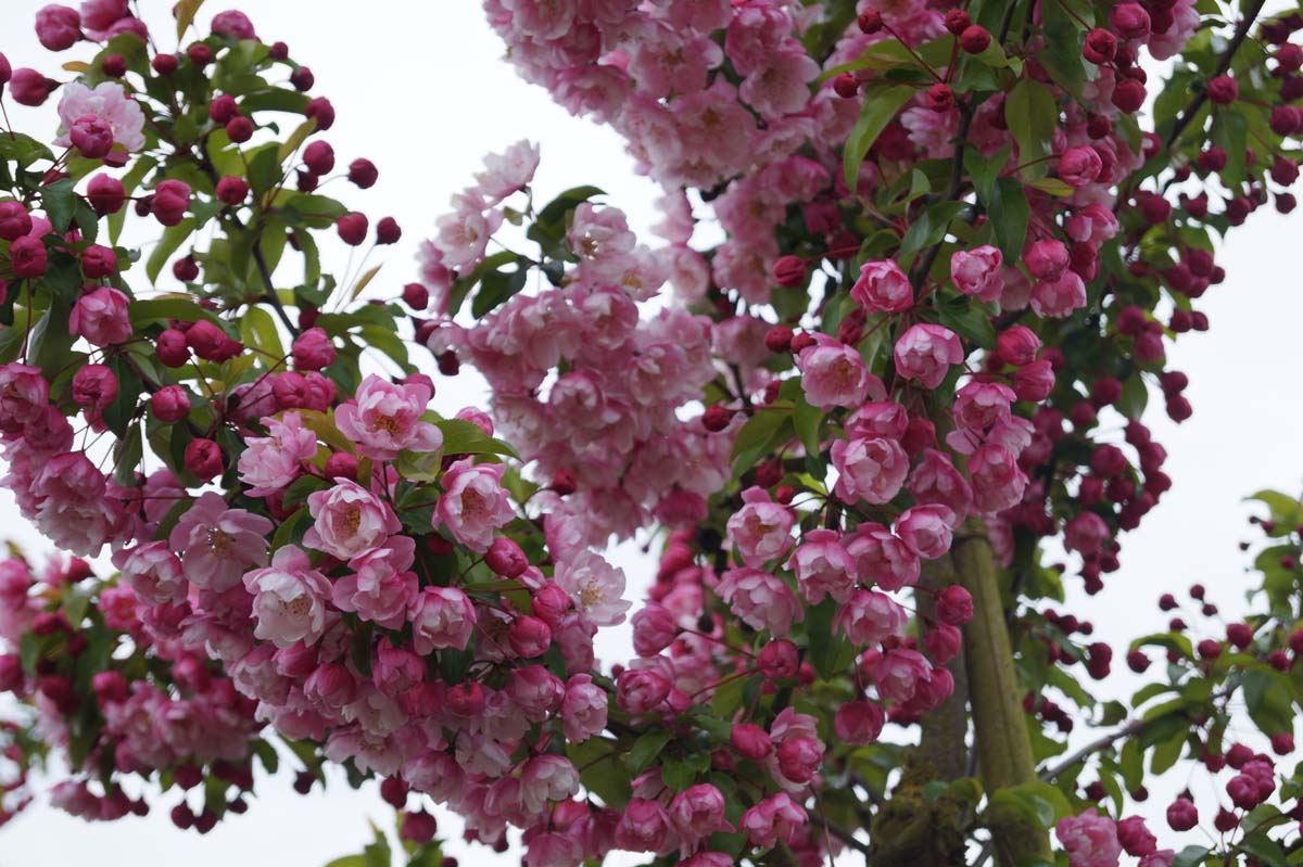 Malus 'Van Eseltine' op stam