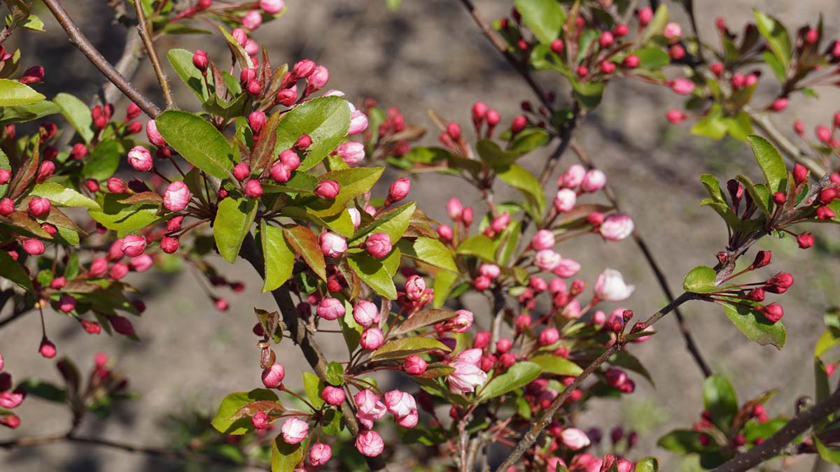 Malus 'Winter Gold' op stam