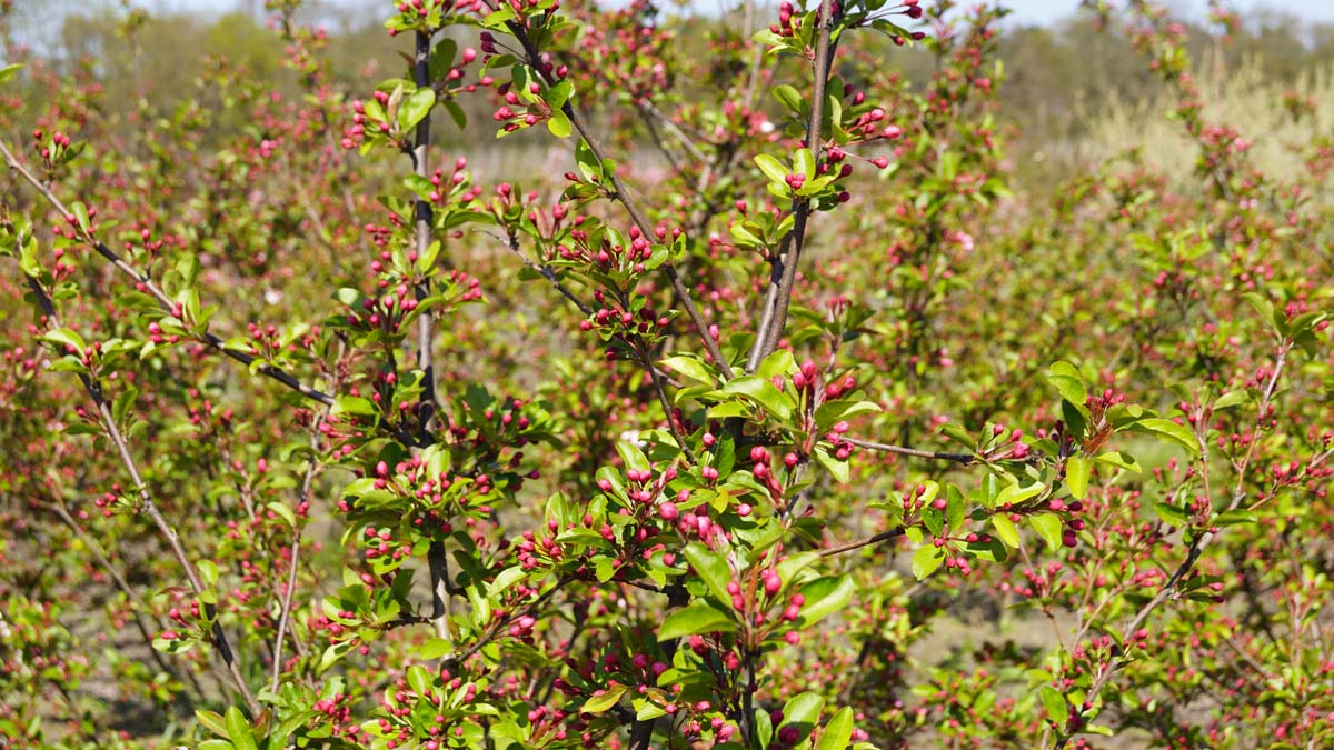 Malus 'Winter Gold' op stam