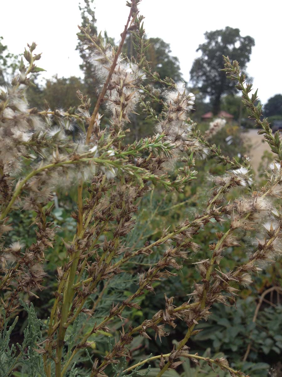 Myricaria germanica