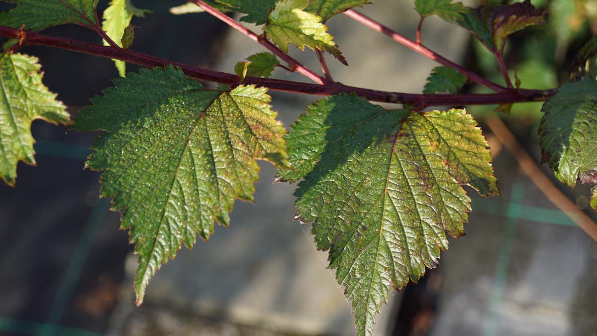 Neillia affinis Tuinplanten blad