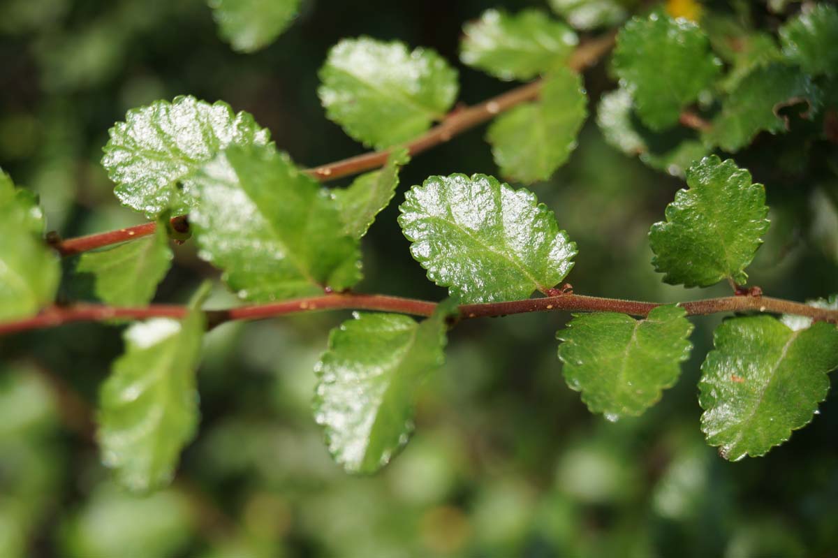 Nothofagus antarctica Tuinplanten