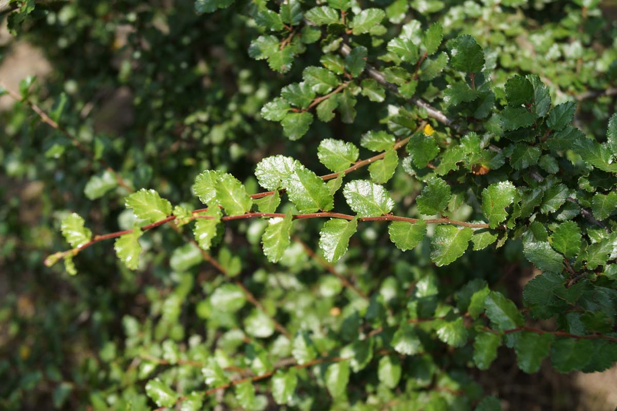 Nothofagus antarctica op stam