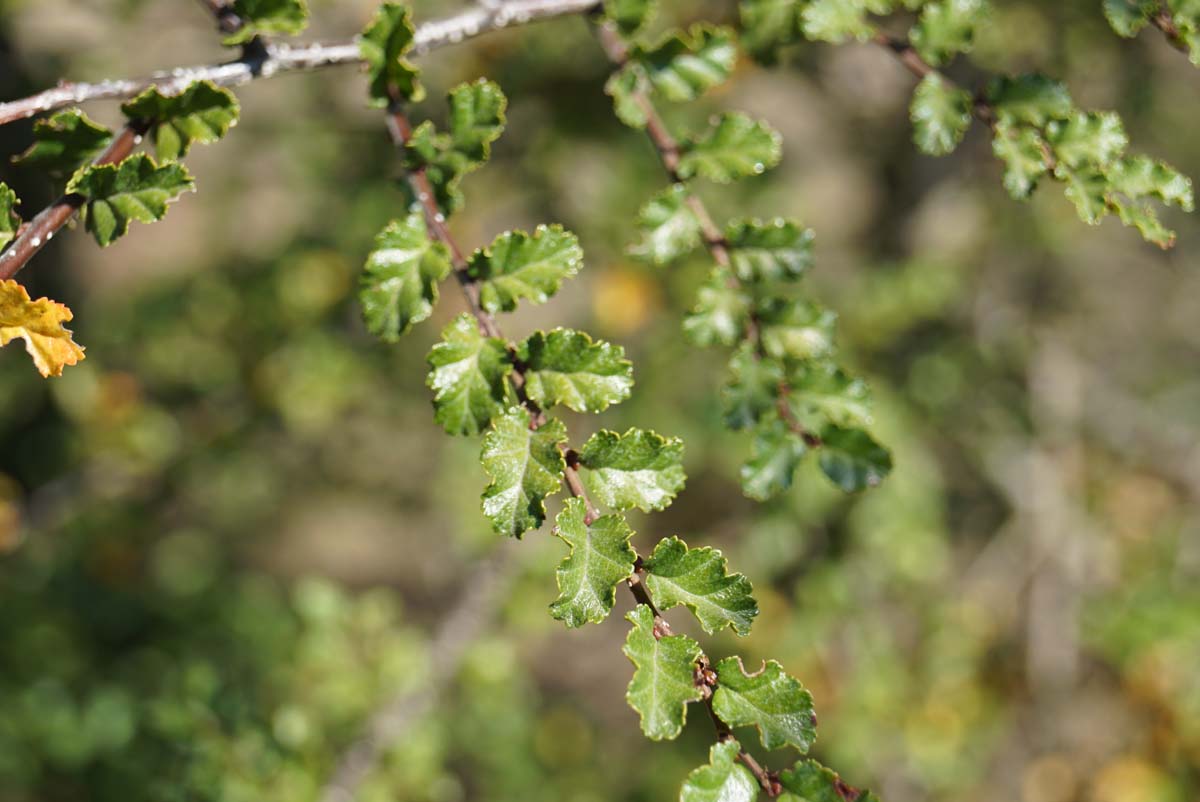 Nothofagus antarctica Tuinplanten