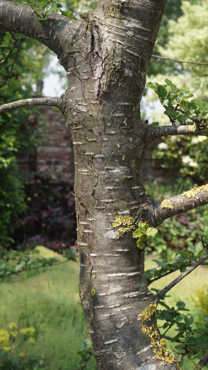 Nothofagus antarctica Tuinplanten