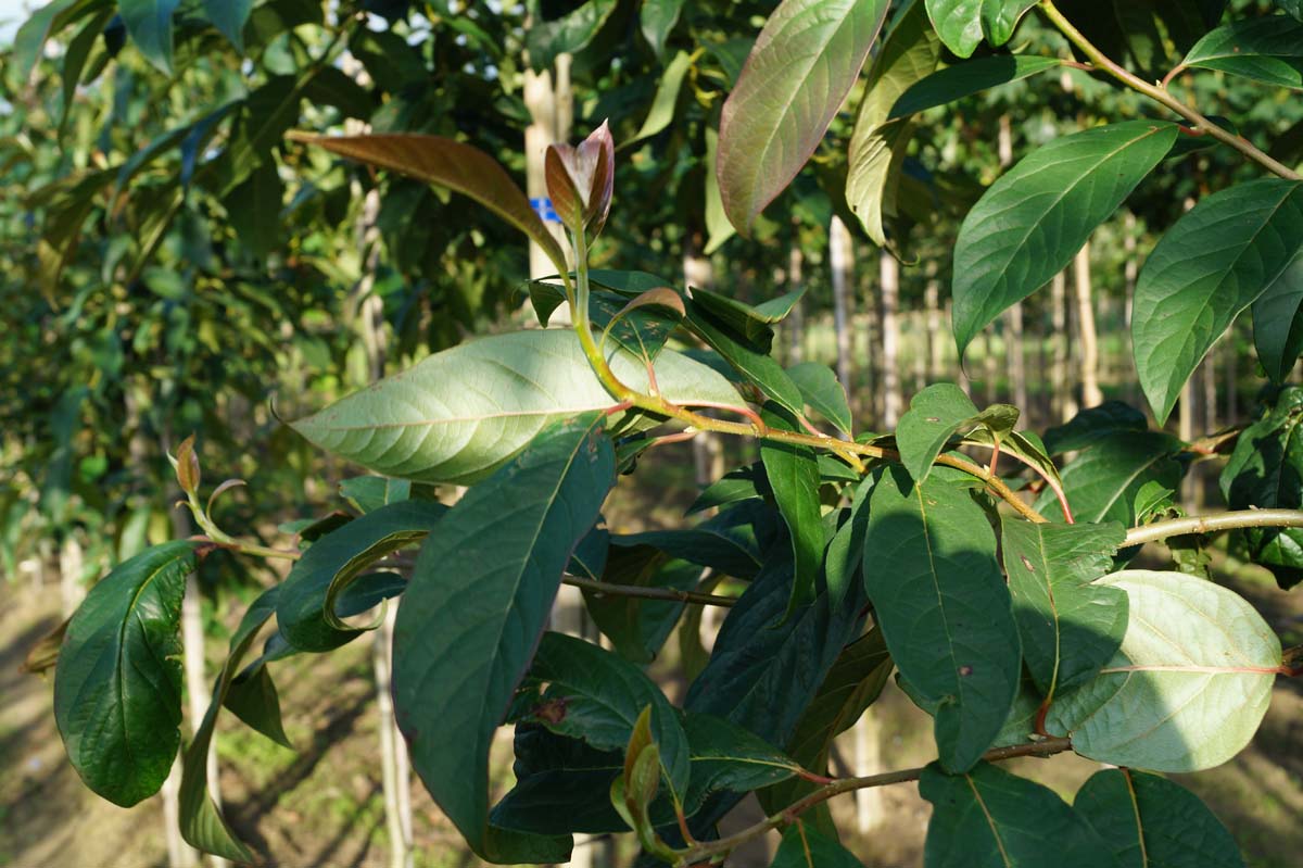 Nyssa sinensis op stam