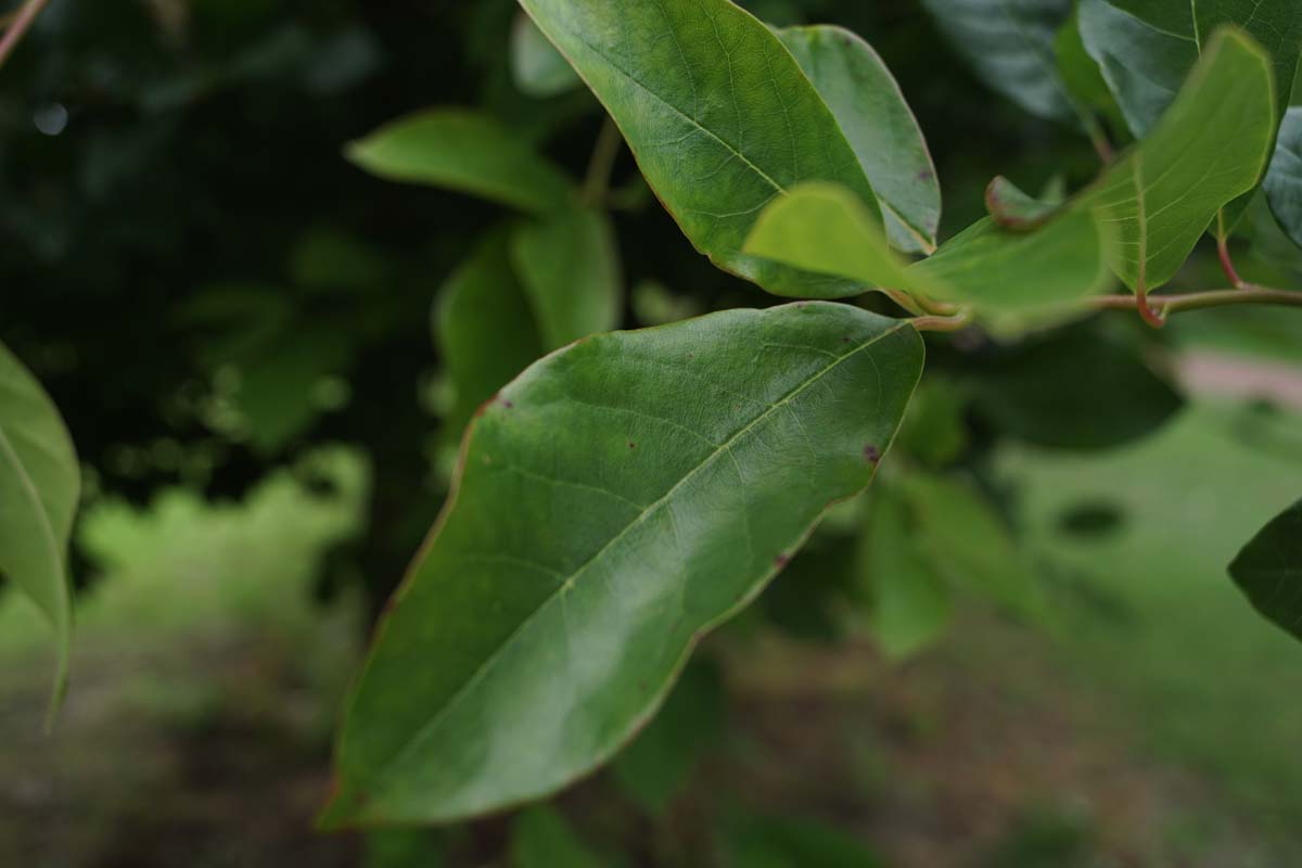 Nyssa sylvatica op stam blad