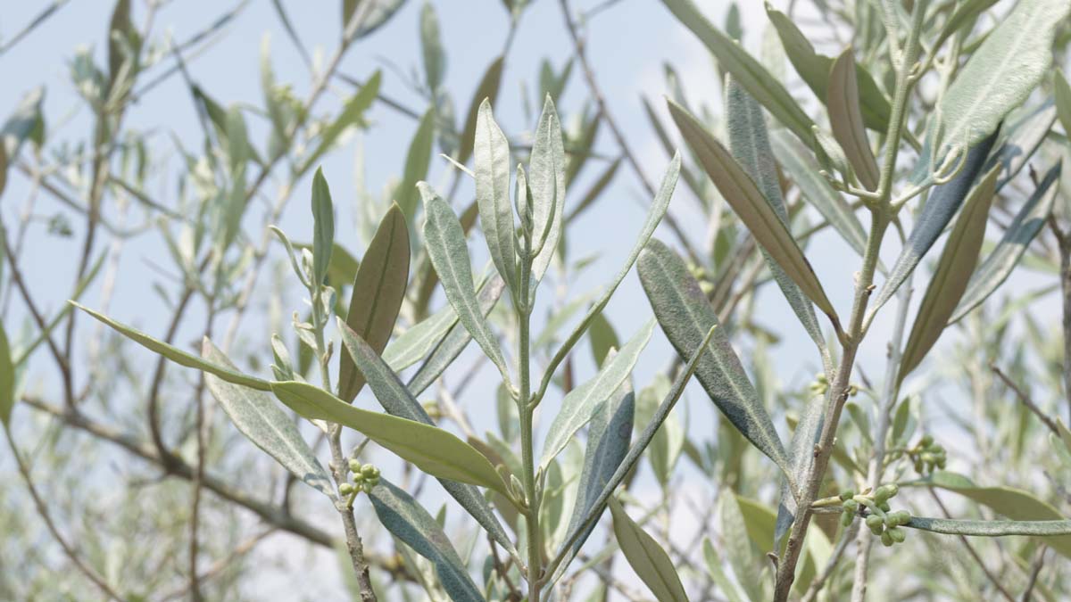 Olea europaea solitair