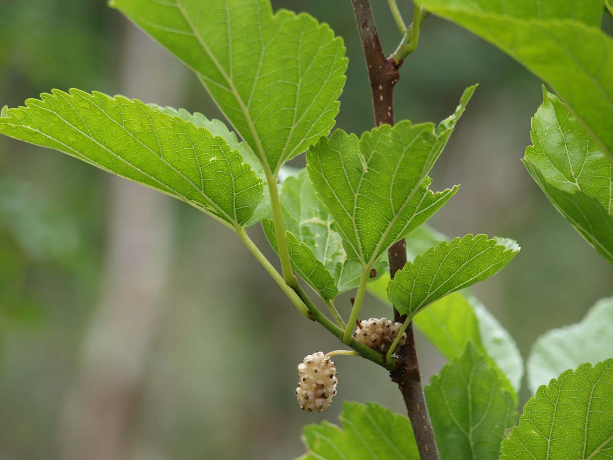 Morus alba 'Pyramidalis' Tuinplanten